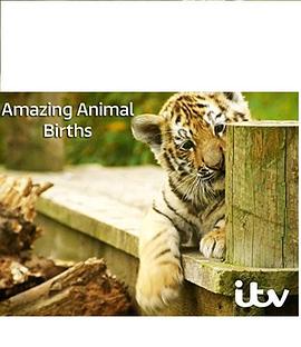 动物出生的奇妙过程第一季 第01集